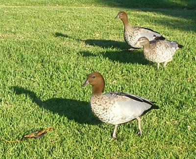 ducks-in-row-2.JPG