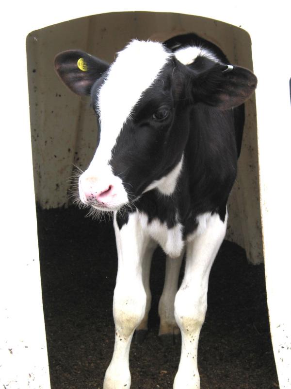 Heifer