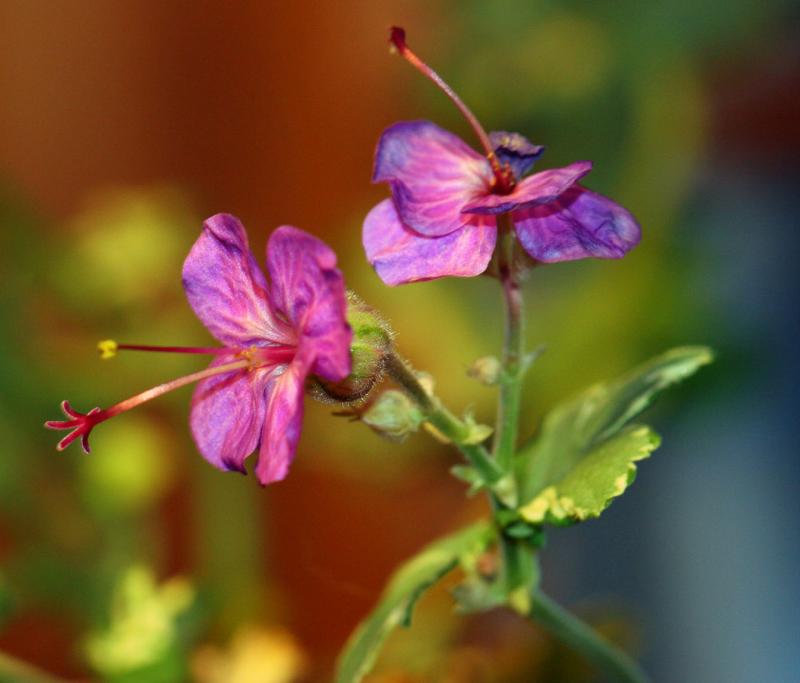 geranium.