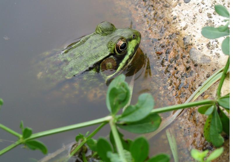 greenfrog.