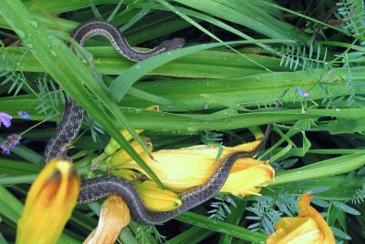 Garter snake in the daylillies