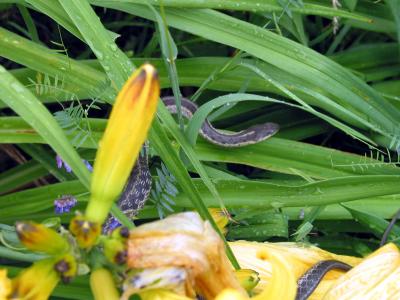 Garter snake