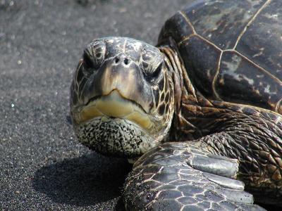 Hawaii's Big Island