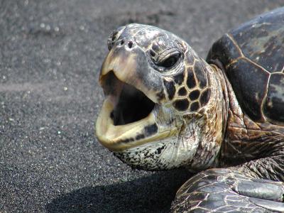 Green Sea Turtle #2.jpg