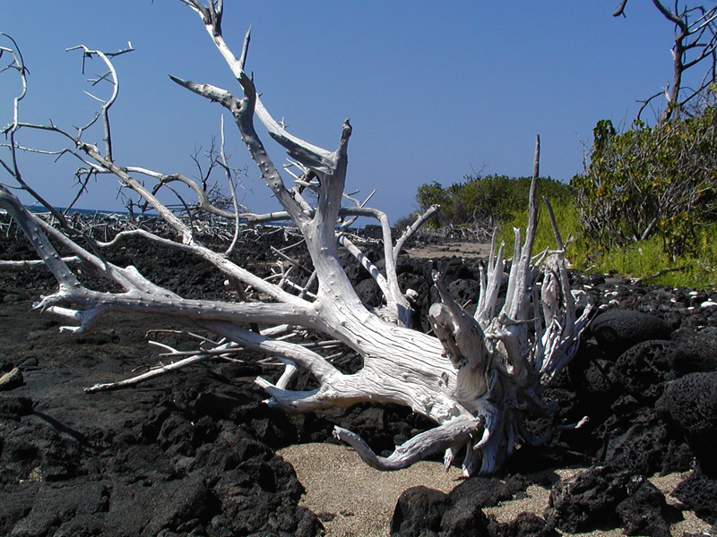 Drift wood and Lava.jpg
