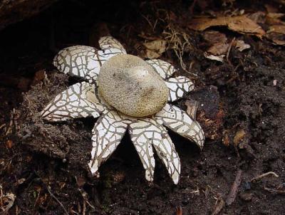 Earthstar Puffball