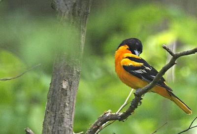 Baltimore oriole.jpg