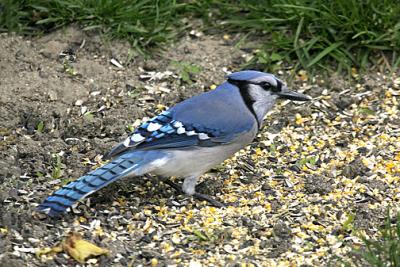 Blue Jay s.jpg