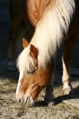 Haflinger