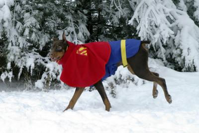 No, it's Superdog!
