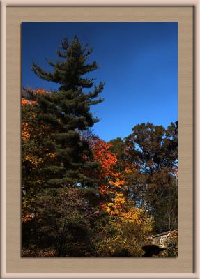 Pine in Color