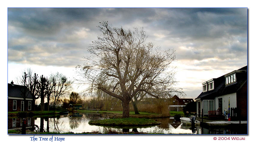 The Tree of Hope