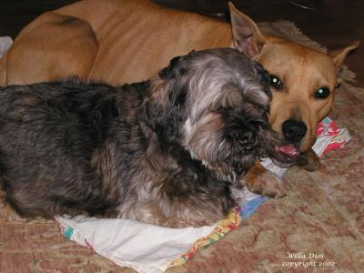 u8/willa/medium/1400574.DoggieBrothers2ForWeb.jpg