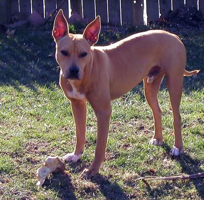 u8/willa/medium/1423083.ADogAndHisBone.jpg