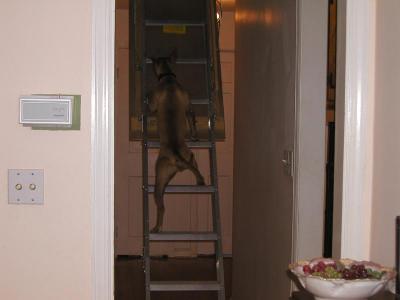 Scooby Doo, Is That You Climbing The Attic Stairs?