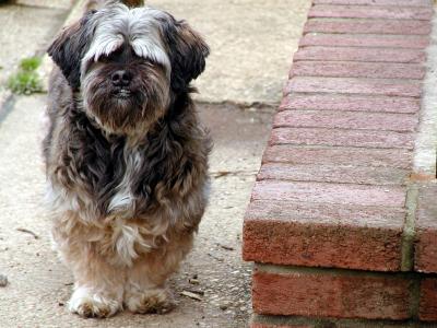 u8/willa/medium/1502637.OtisInTheYardMarch272002.jpg