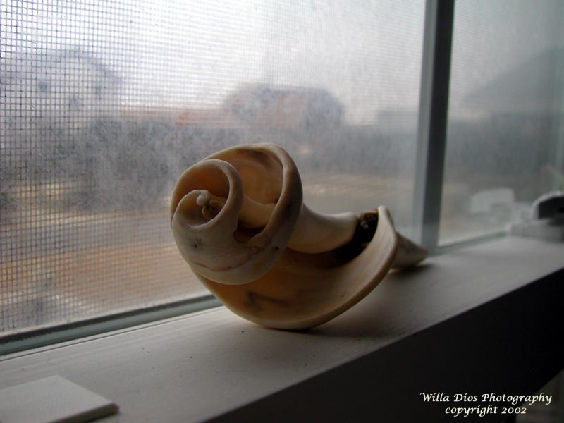Another Sea Shell On A Window Sill