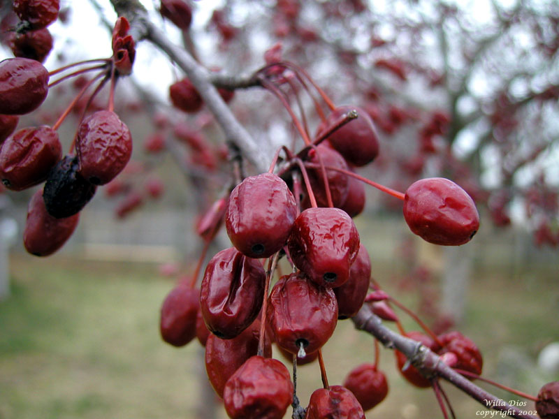 Crab Apples