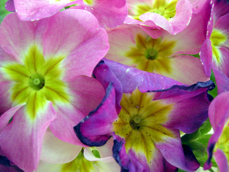 Pink & Purple Primroses