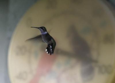 I have been trying to shoot this Ruby-Throated Hummingbird for 2 weeks in my yard. I sat out and when he appeared, I got one shot. You can see the temperature on the thermometer behind him.