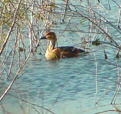 fulvous whistling duck