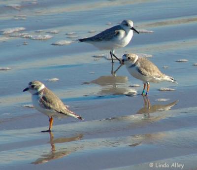 piping plovers and sanderling