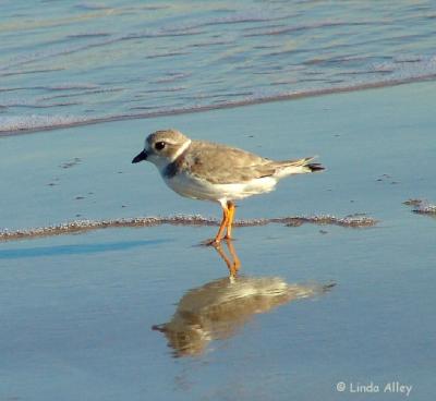 piping plover