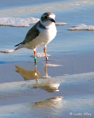 piping plover banded