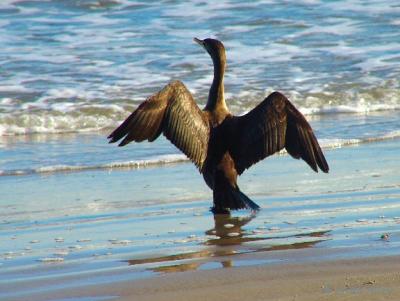 cormorant double crested