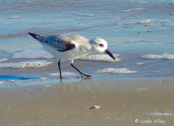 sanderling