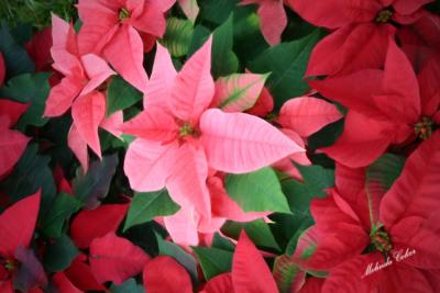 Poinsettiasbristlebrush wrm glb lite 005.jpg