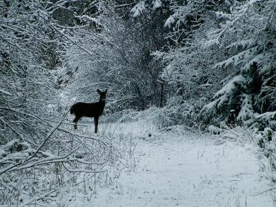 Morning snow.jpg