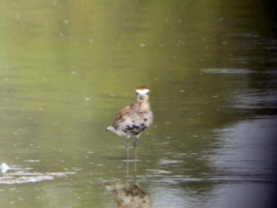 American Golden Plover - Moorhead MS Fall 2004.JPG