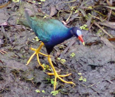 Purple Gallinule Mobile July 2004.JPG