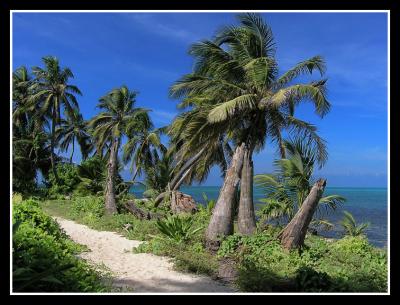 Half Moon Caye