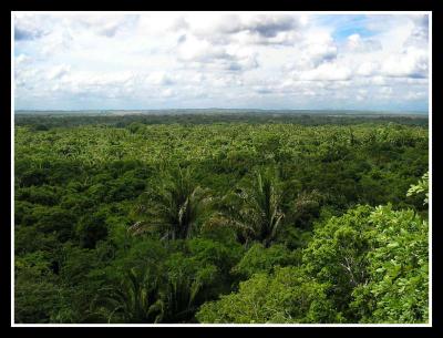 u8/wvphoto/medium/37515781.Mayanruinattopoverlookingjunglecopy.jpg