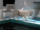 White Tiger - Mirage, Las Vegas