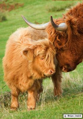 Motherly love at Dunvegan