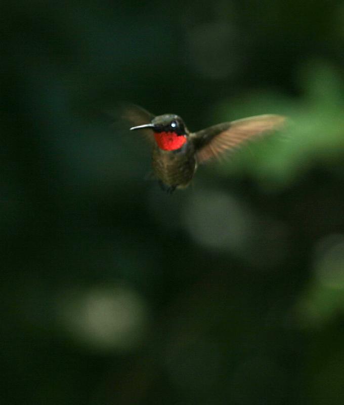 hummingbird.jpg