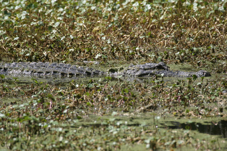 alligator.jpg