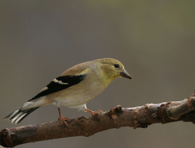 goldfinch