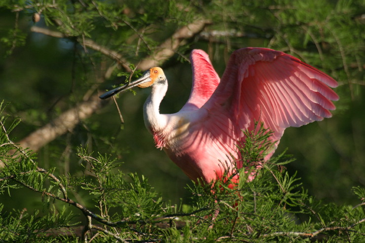 perched spoonbill.JPG