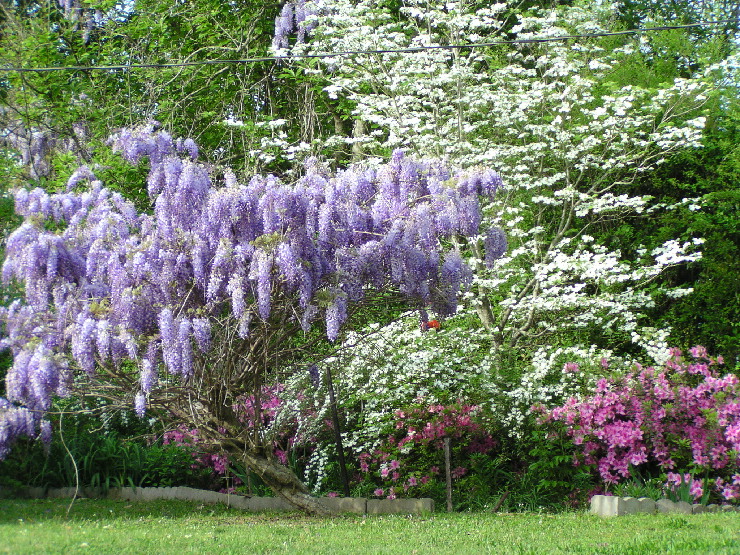 yard of flowers.jpg