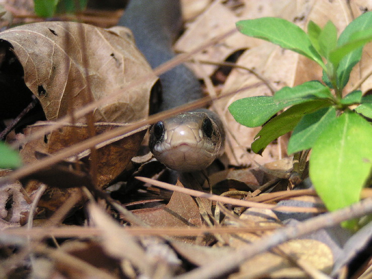 blacksnake.jpg