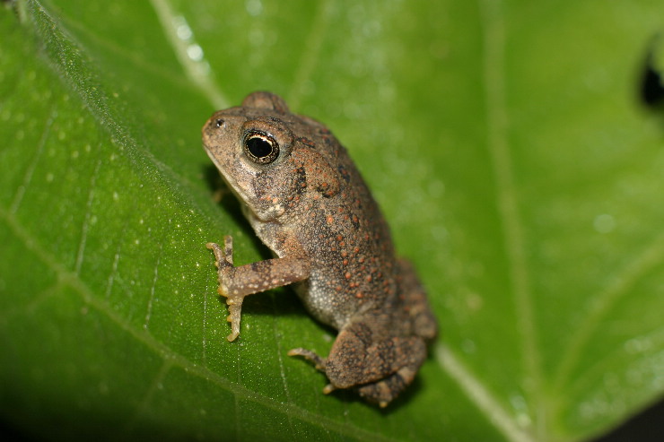 tiny toad.JPG