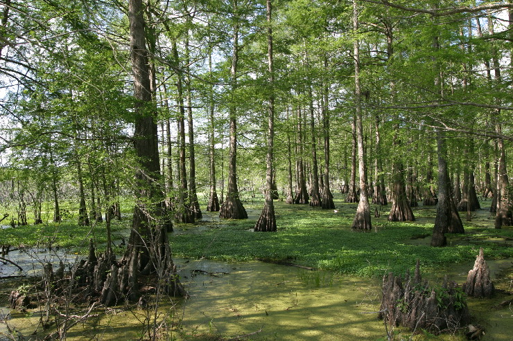 cypress swamp.JPG