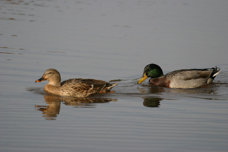 mallard pair.JPG