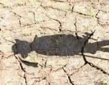 Shadow Dandy.jpg