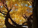 Pennsylvania - Under the Sun, Fall Colors