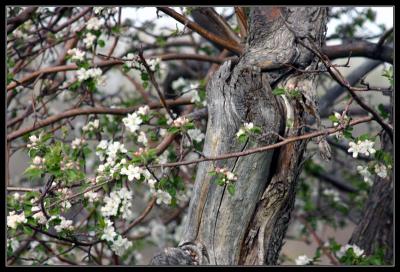 12-04appleblossoms.jpg